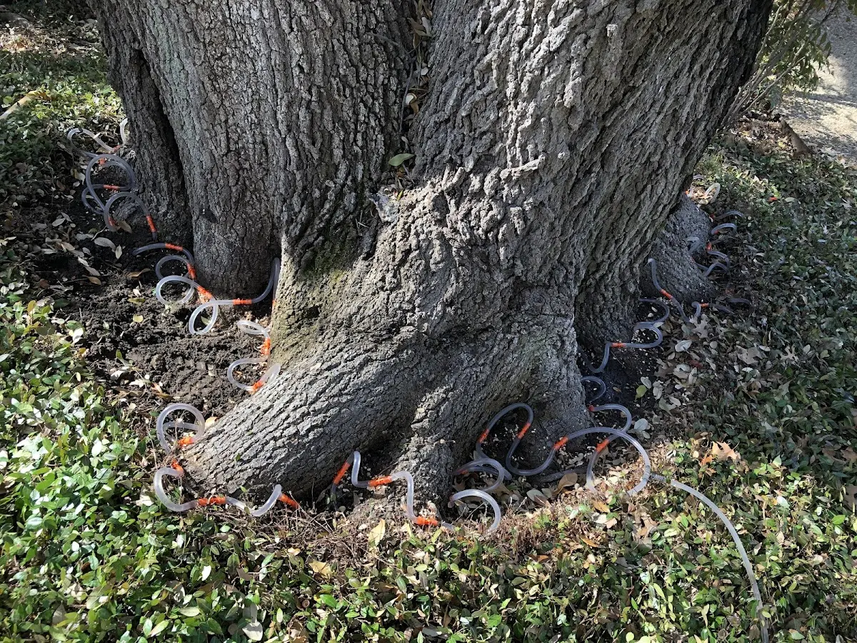 Detailed Tree Cabling and Bracing job site in East Earl