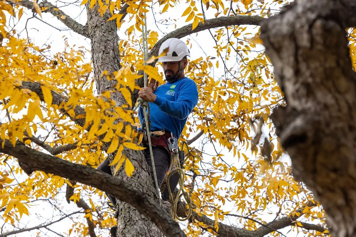 Skilled Tree Pruning crew working in East Earl