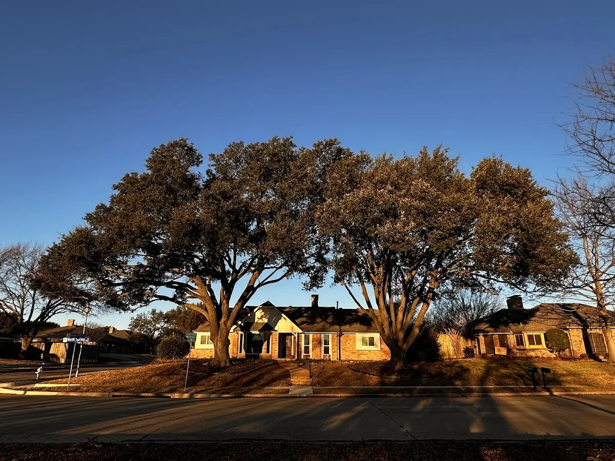 Established residential canopy tree shading a home in East Earl